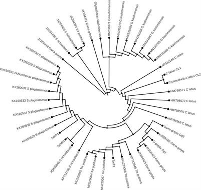 Integrative approach for validation of six important fish species inhabiting River Poonch of north-west Himalayan region (India)